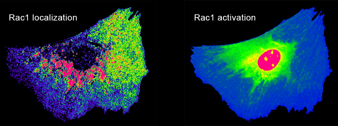 2 biosensors - left shows Rac1 localization and the right shows Rac1 activation