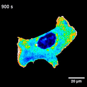 A blue cell with dots of green, dark blue and yellow, mostly along the cell edge, which are proteins with biosensors attached,  that change color as the proteins within the cell, do different activities which cause its conformation to change.