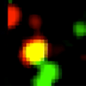 Images of individual molecues colored red, green and yellow in a living cell. The yellow is the Src molecule which shows a yellow biosensor when in its open conformation.