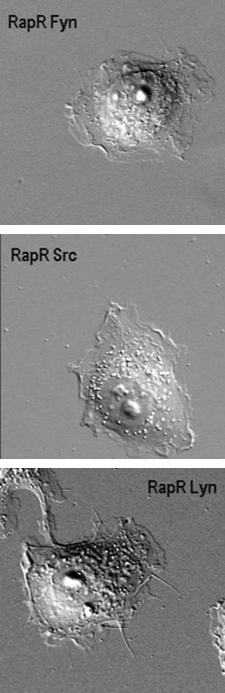 3 cells showing activation by Rapr analogs of the Src family: Fyn, Src and Lyn.