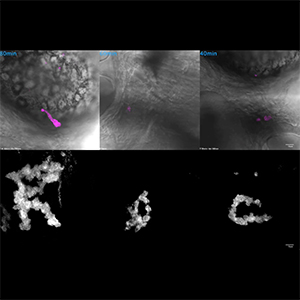 Zebrafish spelling Rac - wiggly shaped letters R, A and C.