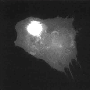 moving laser causes cell protrusions