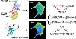Two GEF protein ribbon structures with arrows pointing where fluorescent biosensors are inserted to create a RhoGEF biosensor and a GTPase biosenor, an image of each of the biosensors and two diagrams to describe the extent to which each GEF contributes to the activation of a specific GTPase in regulating cell movement. Through analysis of spontaneous cell protrusion events, they identify when and where the GEF Asef regulates the GTPases Cdc42 and Rac1 to control cell edge dynamics. This approach exemplifies a powerful means to elucidate the real-time connectivity of signal transduction networks.