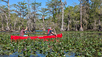 two people paddle a red canoe on a lake with lots of yellow cow water lilies