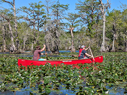 Two people paddle a canoe on a lake covered with green leaves and yellow flowers of yellow cow lily plants, surrounded by old-growth cypress trees with Spanish moss hanging from their branches at Merchant Millpond, NC.