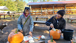Two women carve pumpins at the goat farm.